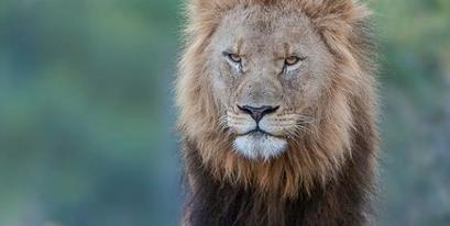 Kariega-Lion-DavidKettles-AugustComp-cropped.jpg