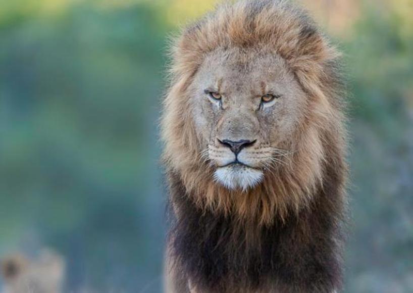 Kariega-Lion-DavidKettles-AugustComp-cropped.jpg