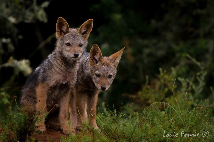 jackal-pups-LouisFourie.jpg