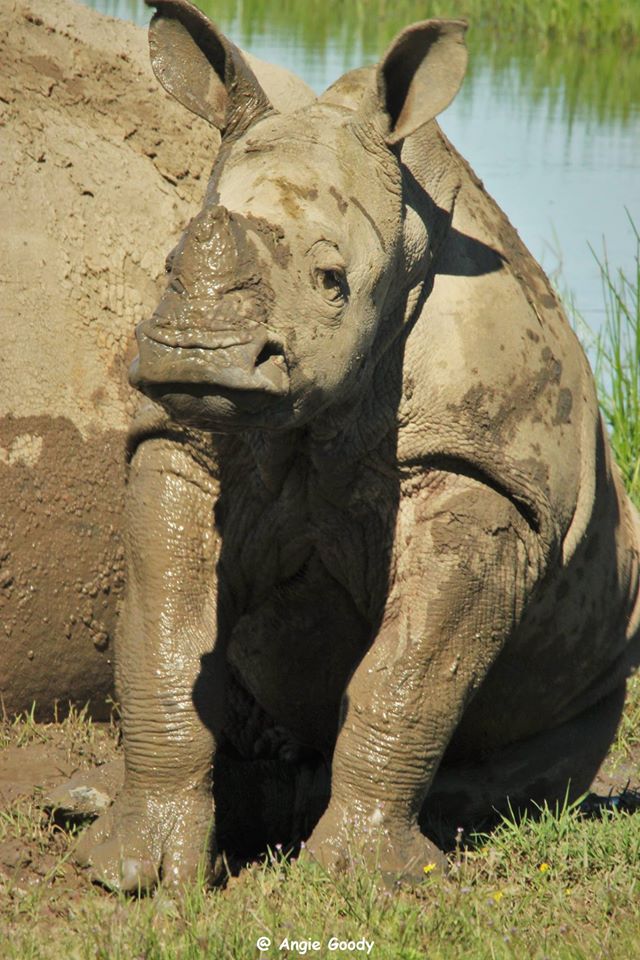 5 month old Thembi having a mud bath at Kariega