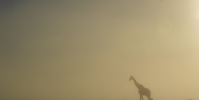 giraffe-misty-settlersdrift-chelee .jpg