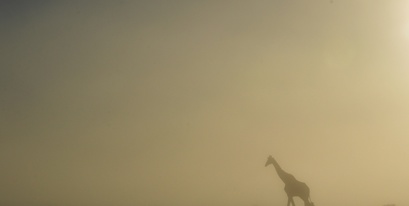 giraffe-misty-settlersdrift-chelee .jpg