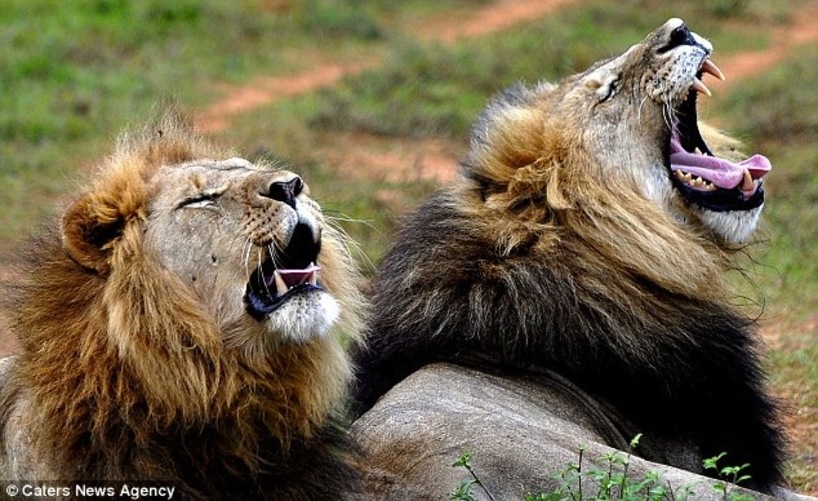 lion-roar-kariega.jpg