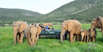 Game-drive-elephant-kariega.jpg