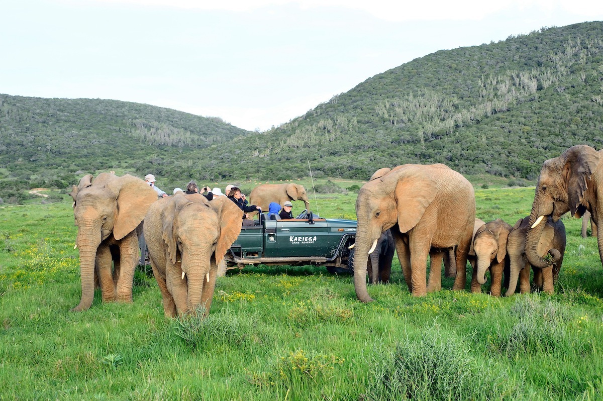 Kariega game drive surrounded by elephant