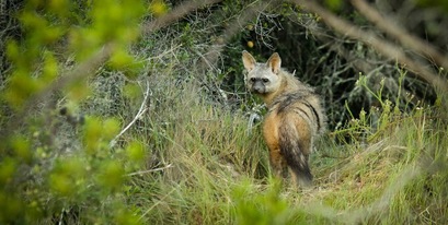 aardwolf-kariega-Daniel.jpg