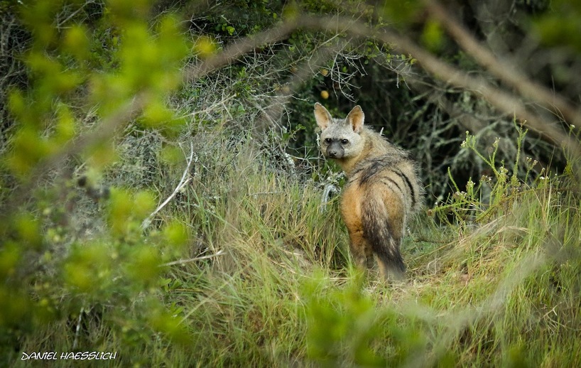 aardwolf-kariega-Daniel.jpg