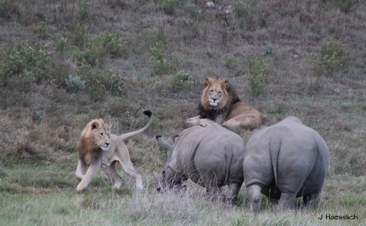 Lions and Rhino in Action on Kariega Plains