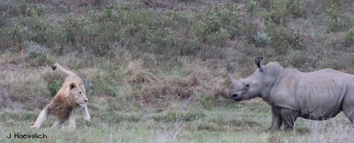 Lions and Rhino in Action on Kariega Plains