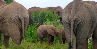 Elephant-Eastern-Cape-Matriach-Herd-Baby-Kariega-JM.JPG