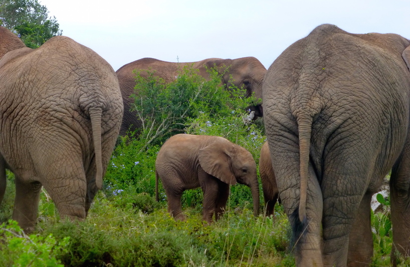 Elephant-Eastern-Cape-Matriach-Herd-Baby-Kariega-JM.JPG