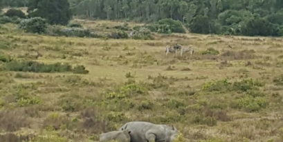 Thandi and Thembi Suckling at 16 Months in Kariega