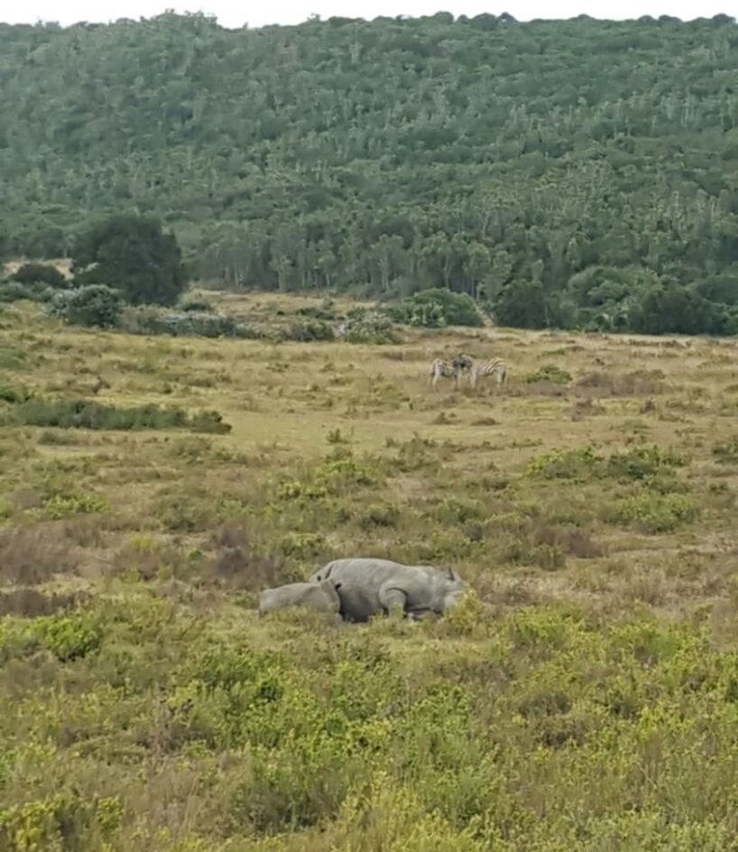 Thandi and Thembi Suckling at 16 Months in Kariega