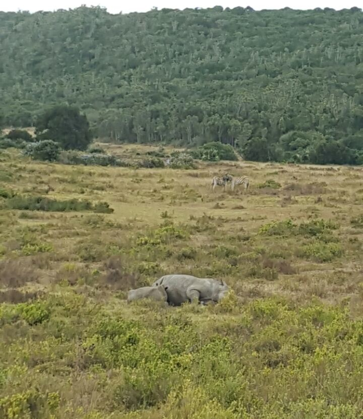 Rhino Thandi with Calf Thembi Suckling