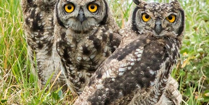 Owls in Kariega
