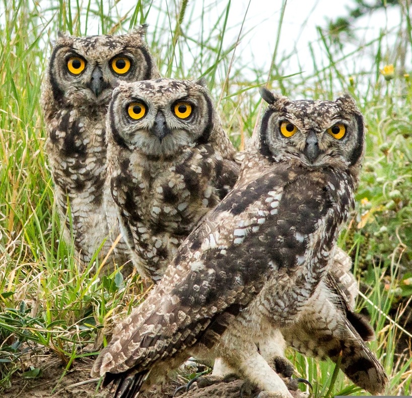 Owls in Kariega