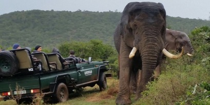 Elephants on Kariega Safari