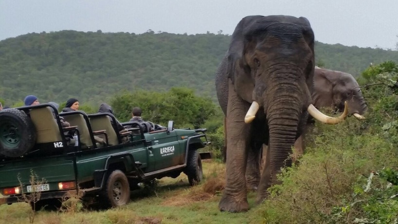 Elephants on Kariega Safari