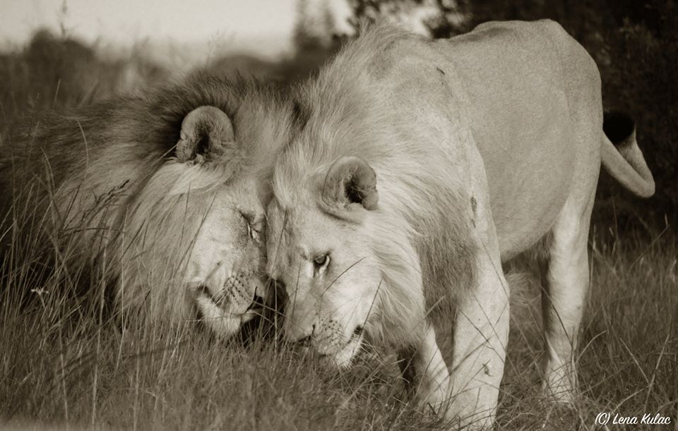 Lions at Kariega by Lena Kulac