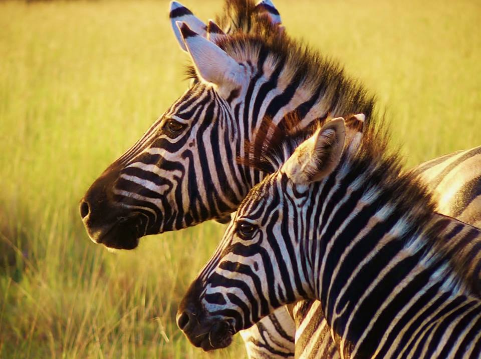 African Animal Facts about Zebra