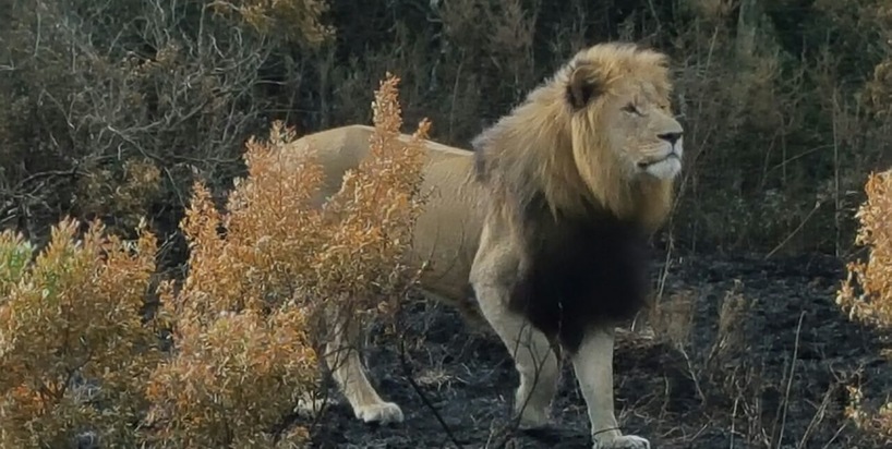 Male Lion in Kariega Game Reserve
