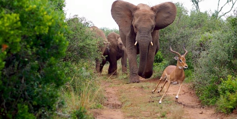 Elephant Chasing Springbok in Kariega