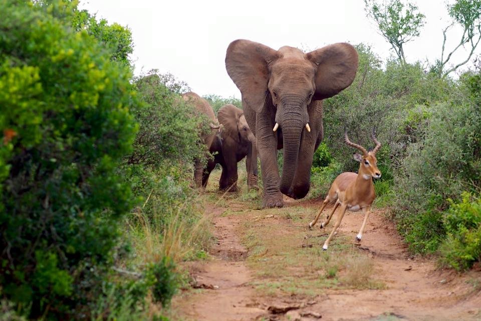 Elephant Chasing Buck by Sebastian Miczka