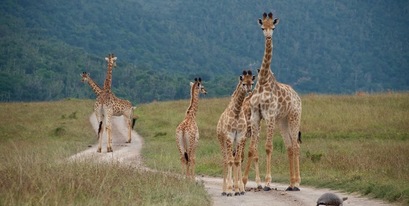 Family of Giraffes in Kariega