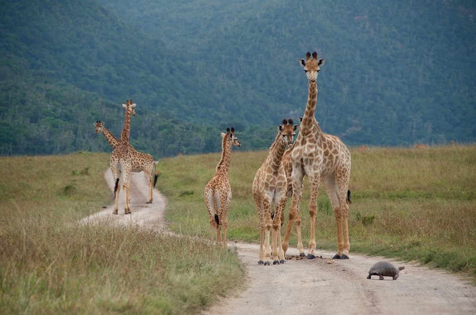 Giraffes Curious About Tortoise by Lise Marie Mcloughlin Nielsen