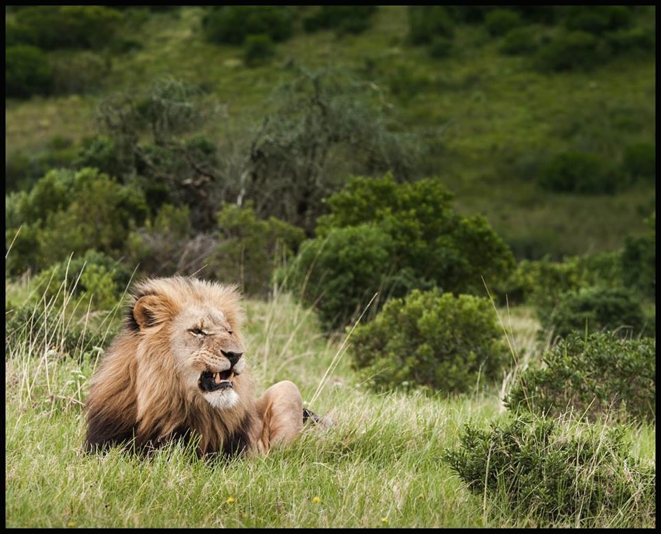Kariega Lion by April Thomas