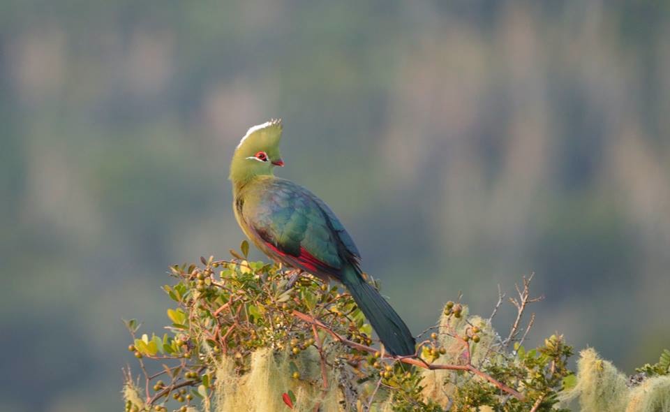 Knysna Turaco by Grant Deetlefs