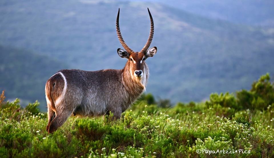 Waterbuck at Kariega by Art Ryan