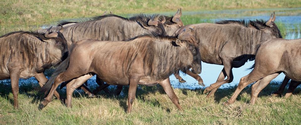 Wildebeest Moving in Kariega by Noel Lambert