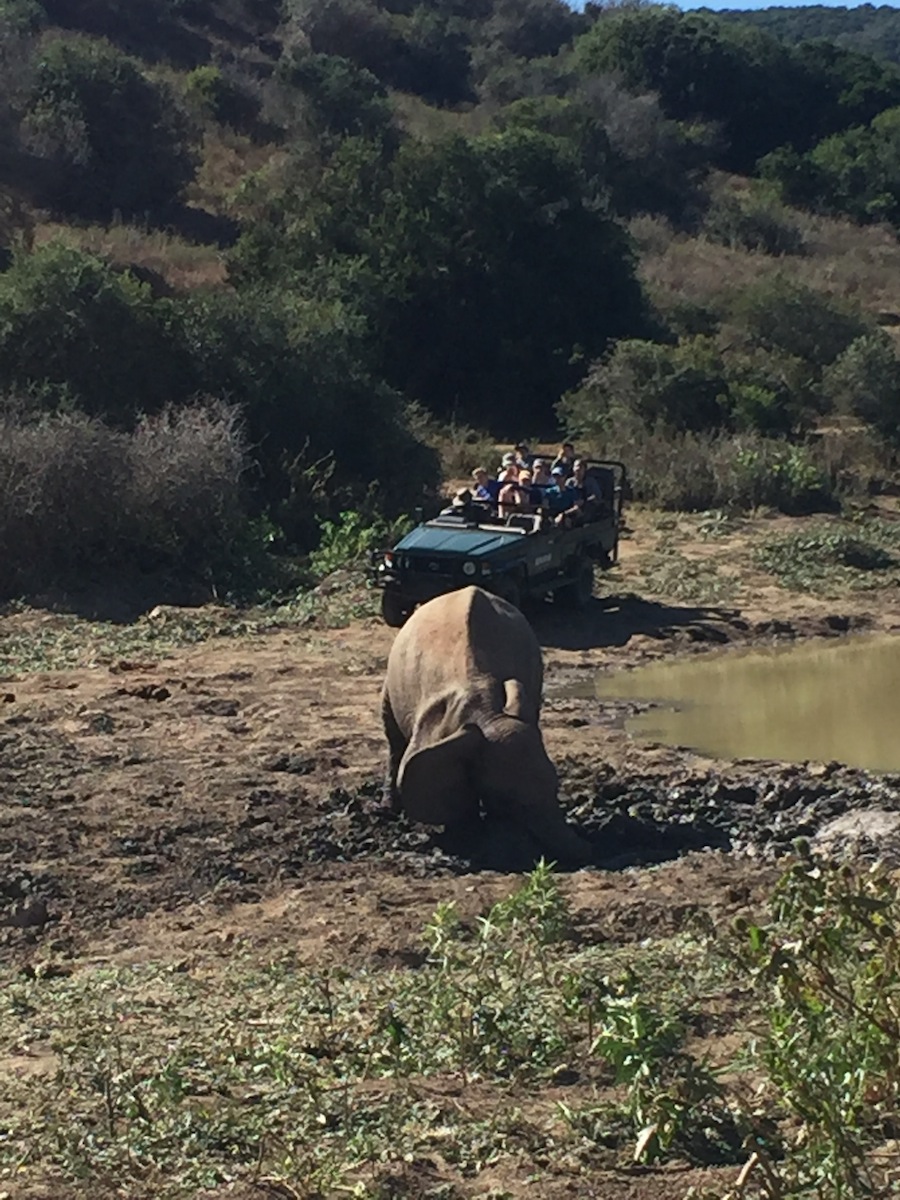 Elephant Mud Bath in Kariega