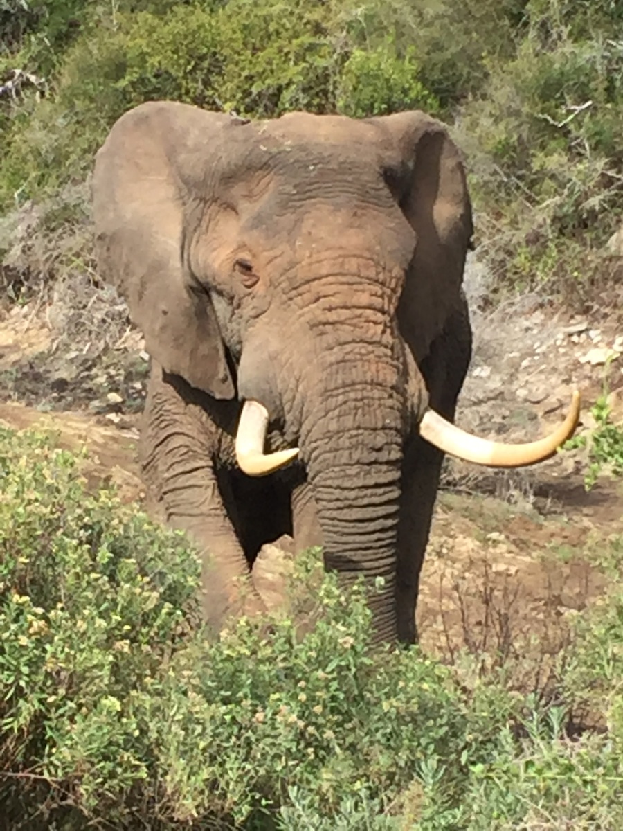 Bull Elephant at Kariega