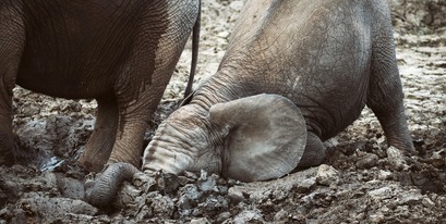 Elephant Mus Bath in Kariega 01