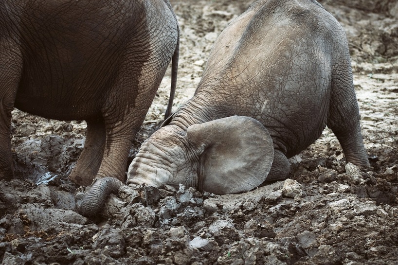 Elephant Mus Bath in Kariega 01