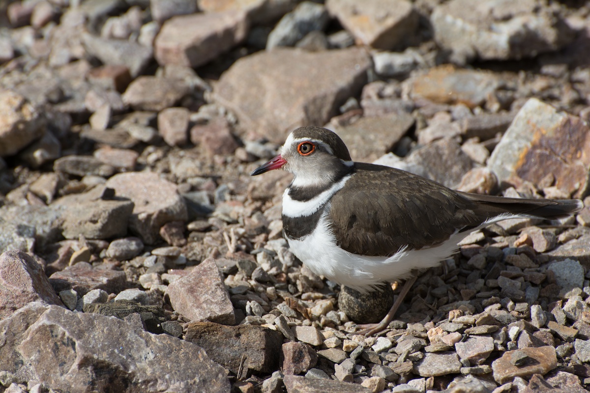 Three Banded Plover's Nest at Kariega