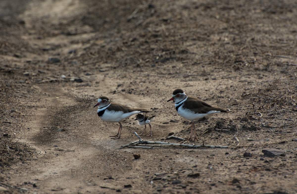 Three Banded Plover Chick