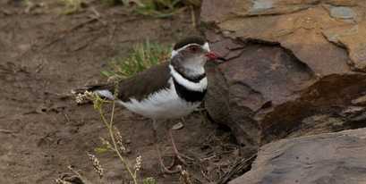 Three Banded Plover in Kariega