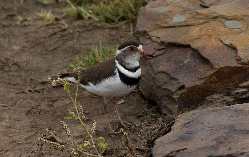 Three Banded Plover in Kariega