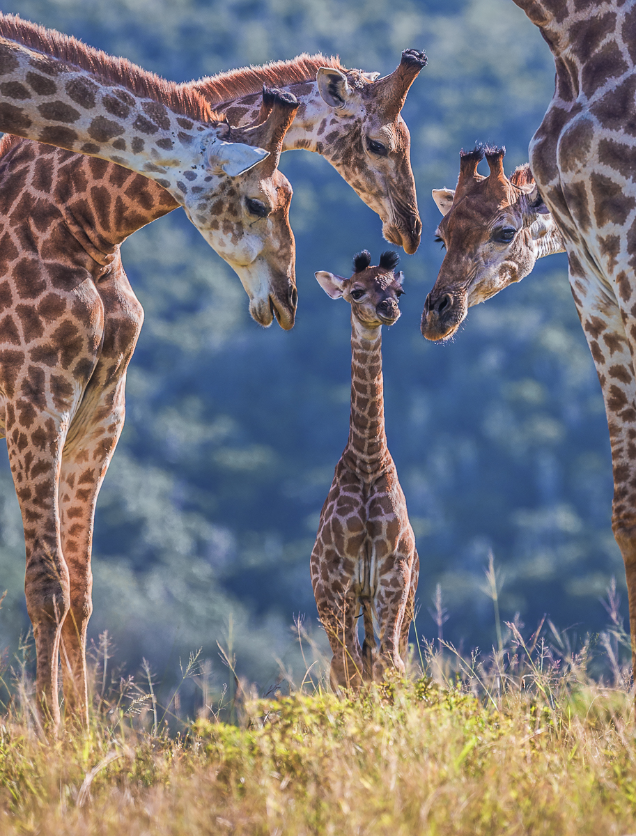 Baby Wild Giraffe on South African Safari