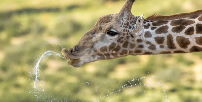Kariega Giraffe Drinking Water