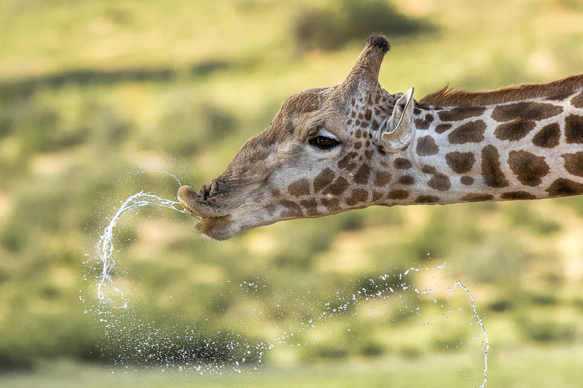 Kariega Giraffe Drinking Water