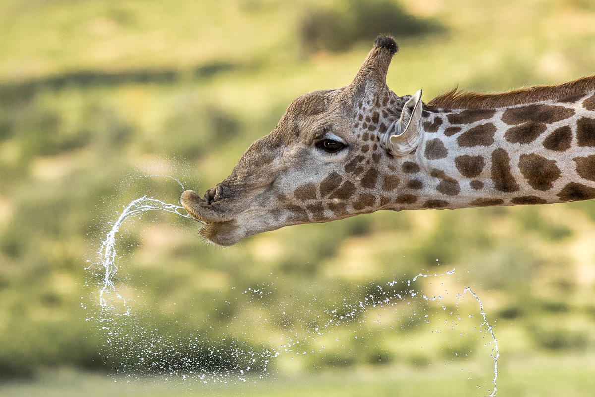 Africa's Tallest Animal Drinking at Kariega Game Reserve