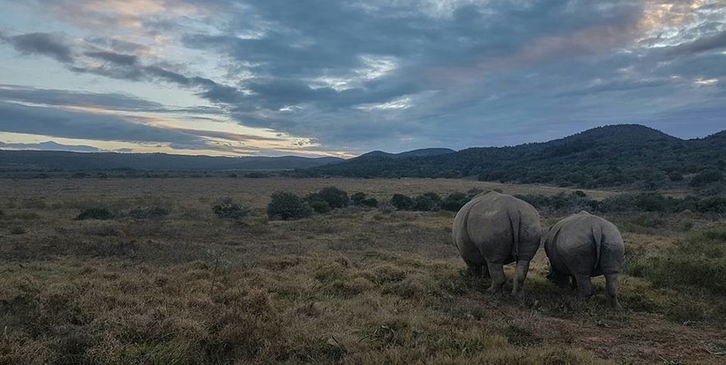 Kariega Thembi the Rhino at 20 months