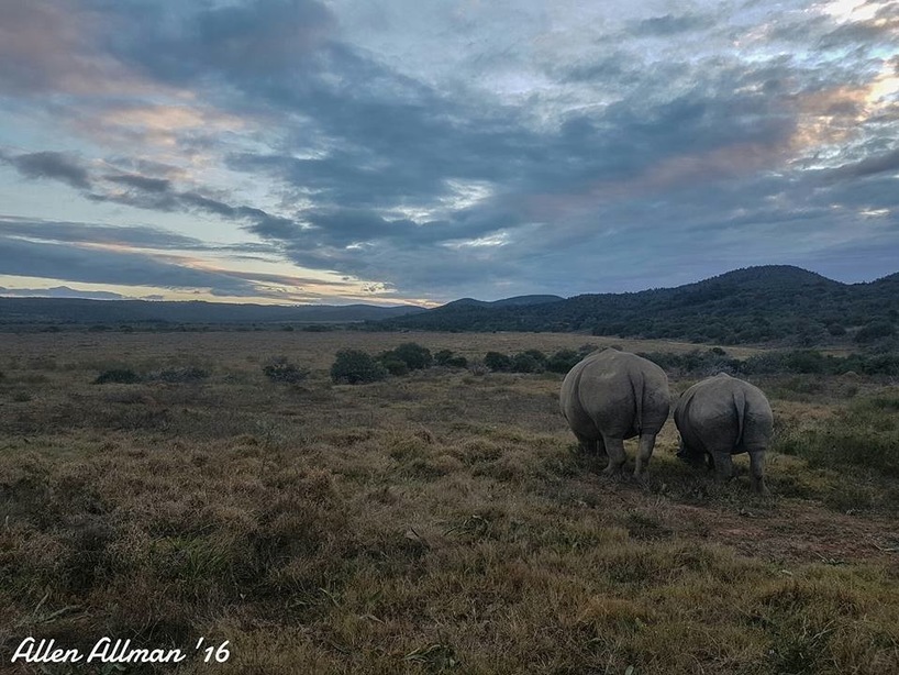 Kariega Thembi the Rhino at 20 months