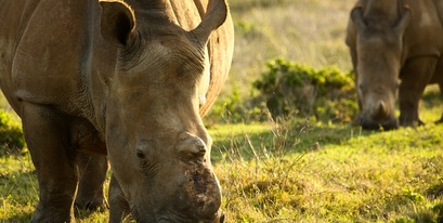 Kariega Thandi the Rhino
