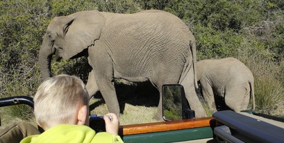 Kariega Kids Safari Elephants Sighting