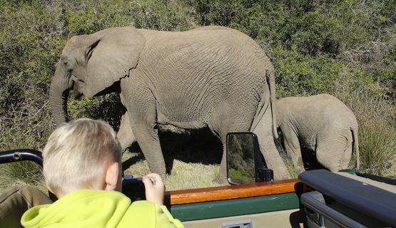 Kariega Kids Safari Elephants Sighting